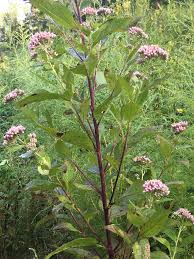 Image result for Pluchea