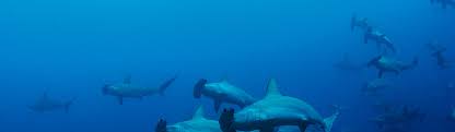 Sharks of Galapagos