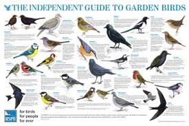 73 Beautiful Wall Chart Of British Garden Birds