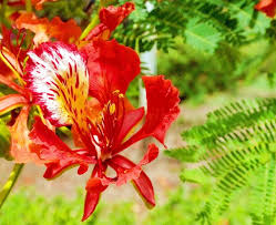 Tropical Red Acacia Flower Flowers Tropical Plants