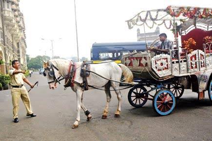 Policy in place to rehabilitate 'Victoria' owners, Bombay High Court told