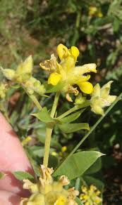 Image result for Pearsonia cajanifolia