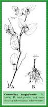 Image result for Commelina benghalensis