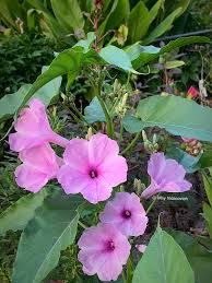 Image result for Ipomoea carnea