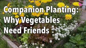Starting a vegetable garden to achieve fresh keep your kitchen garden growing with vegetables and herbs to plant at every time of the year. Companion Planting Why Vegetables Need Friends Youtube