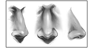 Noses come in different shapes and sizes. How To Draw A Nose Art Rocket