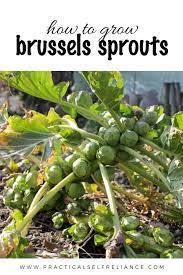 How To Grow Brussels Sprouts Gardening For Beginners Veggie Garden Gardening Tips