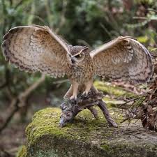 We did not find results for: Outdoor Eagle Statue Wayfair