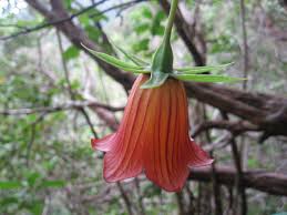 Image result for Canarina