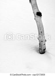 Your aspen trees winter stock images are ready. Aspen Tree In The Snow Single Aspen Tree In The Forrest In The Winter With Snow Canstock