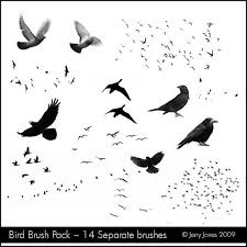 Bird Brush Pack For Those Inquiring About My Bird Brushes Flickr Photoshop Nature Photoshop Textures Photoshop Images