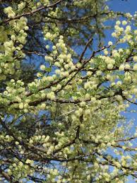 Image result for Acacia tortilis