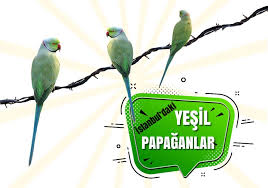 Istanbul Daki Yesil Papaganlar Nereden Geliyor Ozellikleri Nelerdir Bu Haftanin Gundemi Olan Yesil Papaganlar Hakkinda Bilme