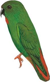 The sangihe hanging parrot (loriculus catamene) is a small (length: Illustrations Sangihe Hanging Parrot Loriculus Catamene Birds Of The World