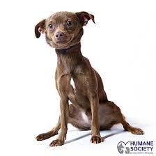 Animal shelters animal shows & organizations. Adopt A Pet Petsmart Charities