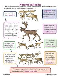 Darwin Natural Selection Worksheet Learn About Animals And Natural Selection On Exploringnature In 2020 Evolution Activities Natural Selection Biology Lessons
