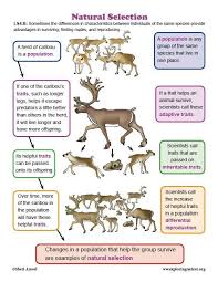 The answer key to darwin's natural selection worksheet is a different question every time you see it. Darwin Natural Selection Worksheet Learn About Animals And Natural Selection On Exploringnature Natural Selection Evolution Activities Biology Lessons