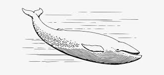 Maybe you would like to learn more about one of these? Blue Whale Clipart Black And White Whale In Black And White 600x298 Png Download Pngkit