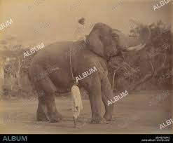 LALA DEEN DAYAL. The Great Elephant ...