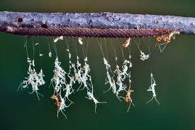 Image result for Entada wahlbergii