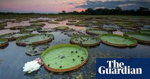 Wetlands are areas where water covers the soil, or is present either at or near the surface of the soil all year or for varying periods of time during the year, including during the growing season. Brazil S Pantanal The World S Biggest Wetland In Pictures Environment The Guardian