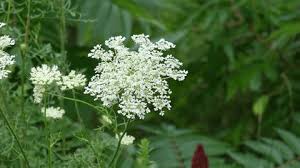 Image result for Persicaria senegalensis