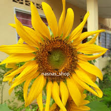 Bunga matahari merupakan tanaman hias yang berasal dari amerika utara dan amerika tengah. Paling Bagus 18 Bunga Matahari Kuaci Koleksi Bunga Hd