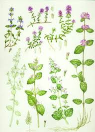 Image result for Lamiaceae