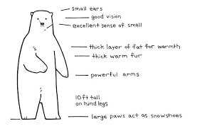 Illustrated Polar Bear Facts For Kids Polar Bear Facts Bear Facts For Kids Polar Bears For Kids