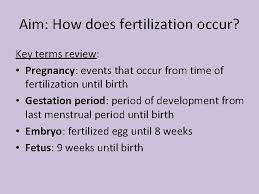 This means only one egg is available for fertilization in one menstrual cycle. Fertilization And Development Anatomy Physiology Mrs Quezada Aim