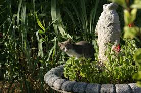 Thinking about giving your kitty some of the extras off your plate? Can Cats Eat Tuna What You Should Know Before Feeding Them