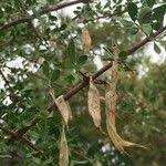 Image result for Rhigozum zambesiacum