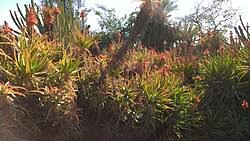 Image result for Aloe haroniensis