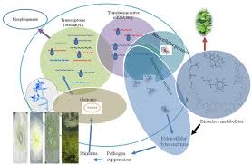 Terengganutimes com dana raya terengganu semakan terengganu times. Integrated Translatome And Proteome Approach For Accurate Portraying Of Widespread Multifunctional Aspects Of I Trichoderma I Abstract Europe Pmc