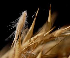 Image result for Elytrophorus spicatus