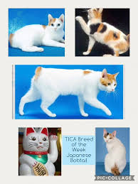 The independent cat society helps cats and kittens stay well and find homes. Tica The International Cat Association Inc Home Facebook