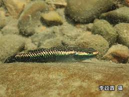 今日の写真は、 「セナキルリスズメダイ幼魚」 真栄田岬では、やや深いところ 見られ出し、その後アママミスズメダイやマルスズメダイの幼魚などが見られ出す。 真栄田岬の春を告げる幼魚的存在です。 å½©è‰²é°•è™Ž é»'ç™½è¨˜äº‹