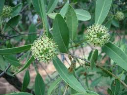 Image result for Boscia salicifolia