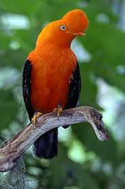 Yes, a very beautiful shade of blue. Passerine Wikipedia