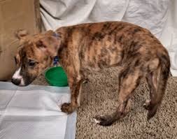 The breed is a light to moderate shedder. Bulldog German Shepherd Mix Puppies