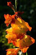 Image result for Gladiolus zimbabweensis