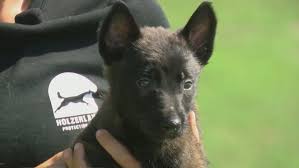Favorite this post jun 4 blue nose puppies Need A Companion St Pete Kennel That Raises Law Enforcement Dogs Wants To Give Puppy To Military Veteran Wfla