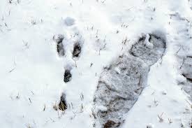 Tiere im winter heft im querformat: Tierspuren Im Schnee Wer Stapft Hier Durch Den Winter