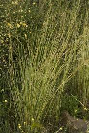 Image result for Hyparrhenia