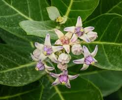 Flowering plants names in kerala. Benefits Of Erukkin Poo Crown Flower Erukku Uses Of Erukku Uses Of Crown Flower Organic Farming Ayurveda