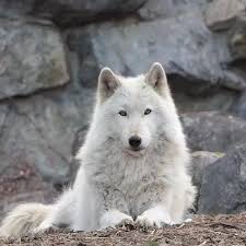 Pin By Gonul Gencyilmaz On Wolves Video Wolf Spirit Animal Wolf Dog Wolf Conservation Center