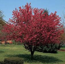 Check spelling or type a new query. Robinson Flowering Crabapple Flowering Trees Stark Bro S