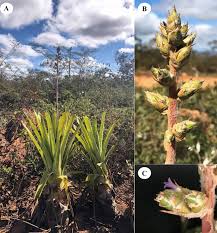 Image result for Bergia salaria