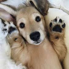 為什麼狗掌聞起來像爆米花 原來背後原因是這個 cute animals baby animals puppies