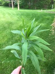 If you have an infestation of aphids, for example, they're likely to. What Plant Is This My Dog Refuses To Stop Eating It Whatplantisthis